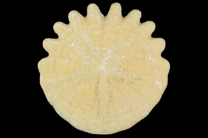 Fossil Sand Dollar (Heliophora) - Boujdour Province, Morocco #106791